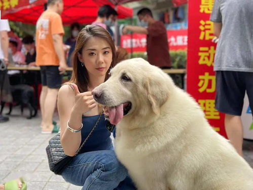 流動養(yǎng)犬辦證服務車進社區(qū) 百日為民服務圓滿收官