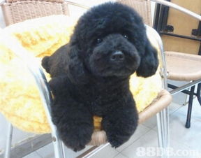 joyful pet house 專業(yè)寵物美容服務與信息安全保障